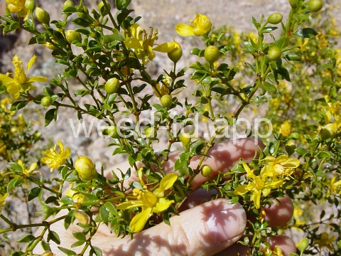 creosotebush